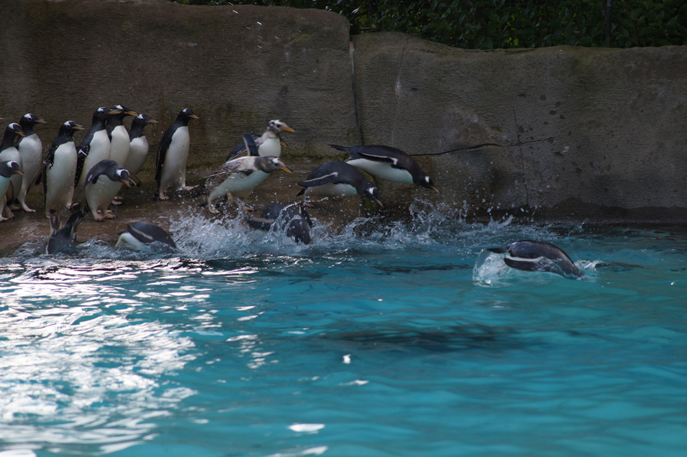 Belfast Zoo, gentoo penguins