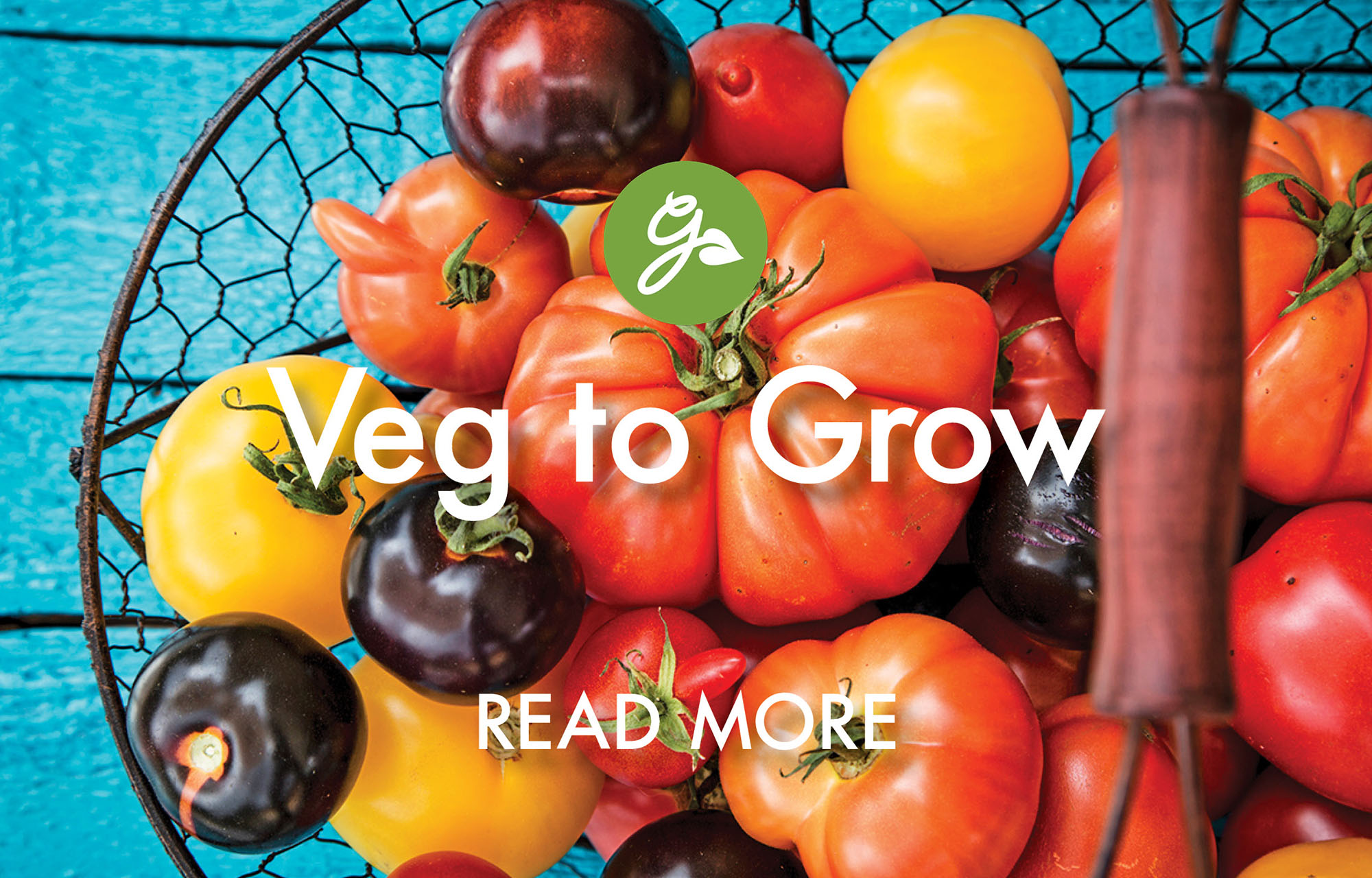 Read more about vegetables to grow in April. Image shows basket of harvested heirloom tomatoes