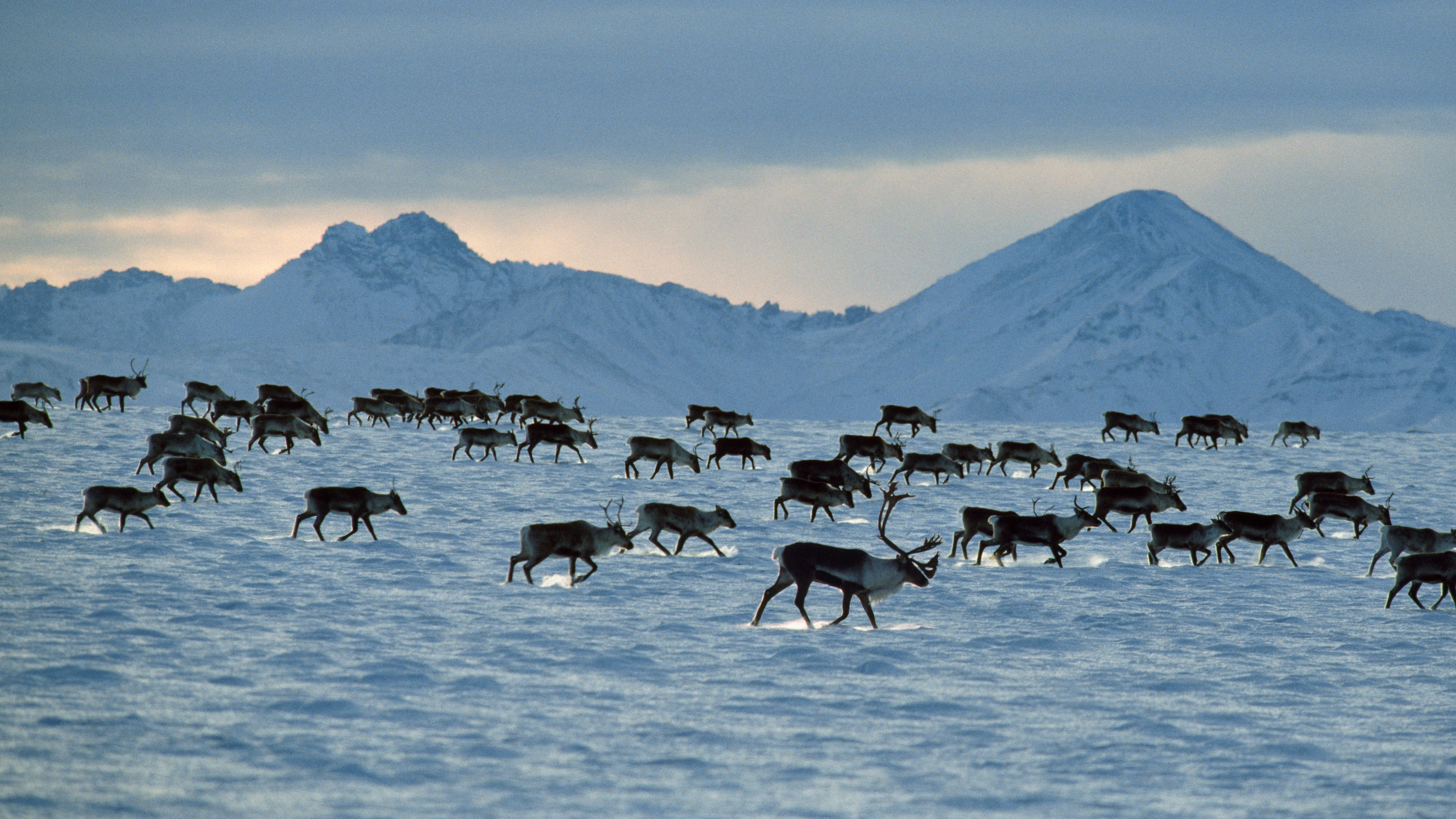 A herd of caribou on an icy plain in Alaska