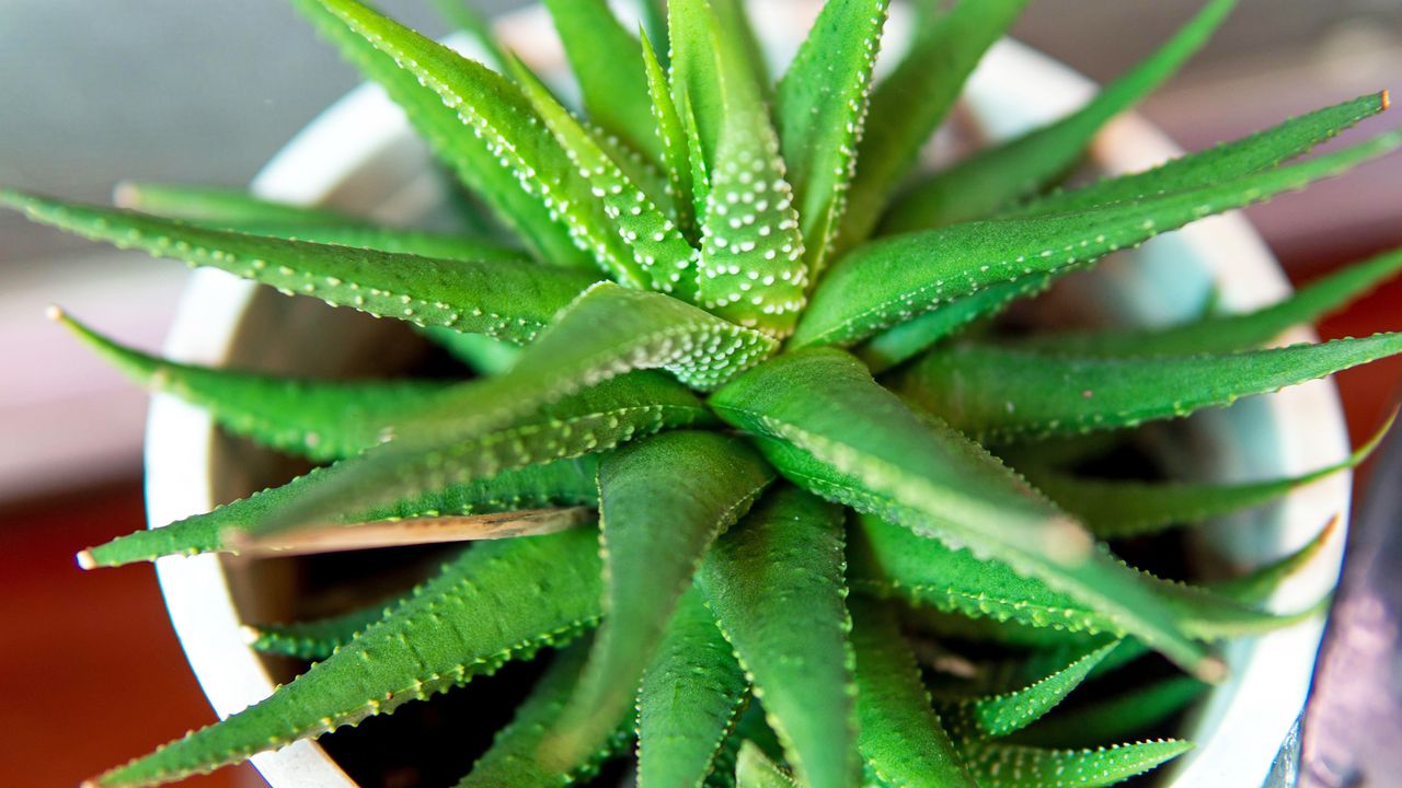 Healthy upright aloe vera plant