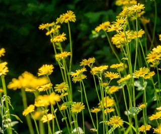 golden ragwort in flower