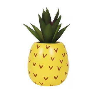 pineapple succulent