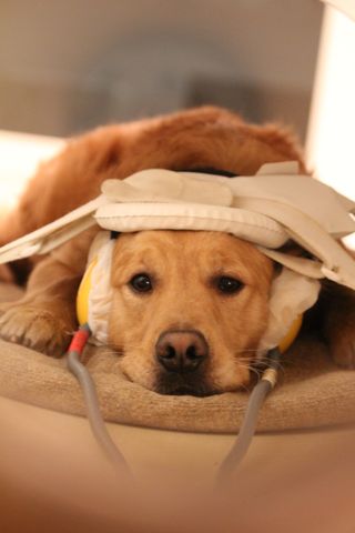 Image of a dog in an fMRI scanner