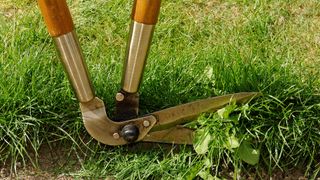 trimming grass with shears