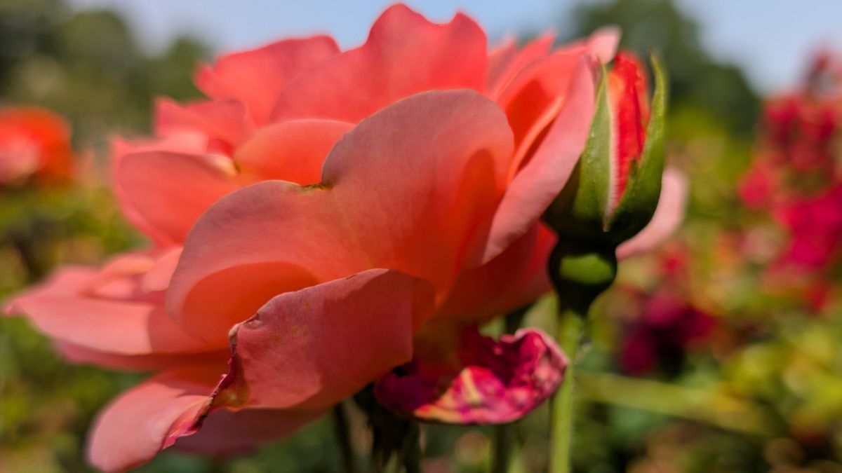 A pink flower photographed with the Google Pixel 9 Pro
