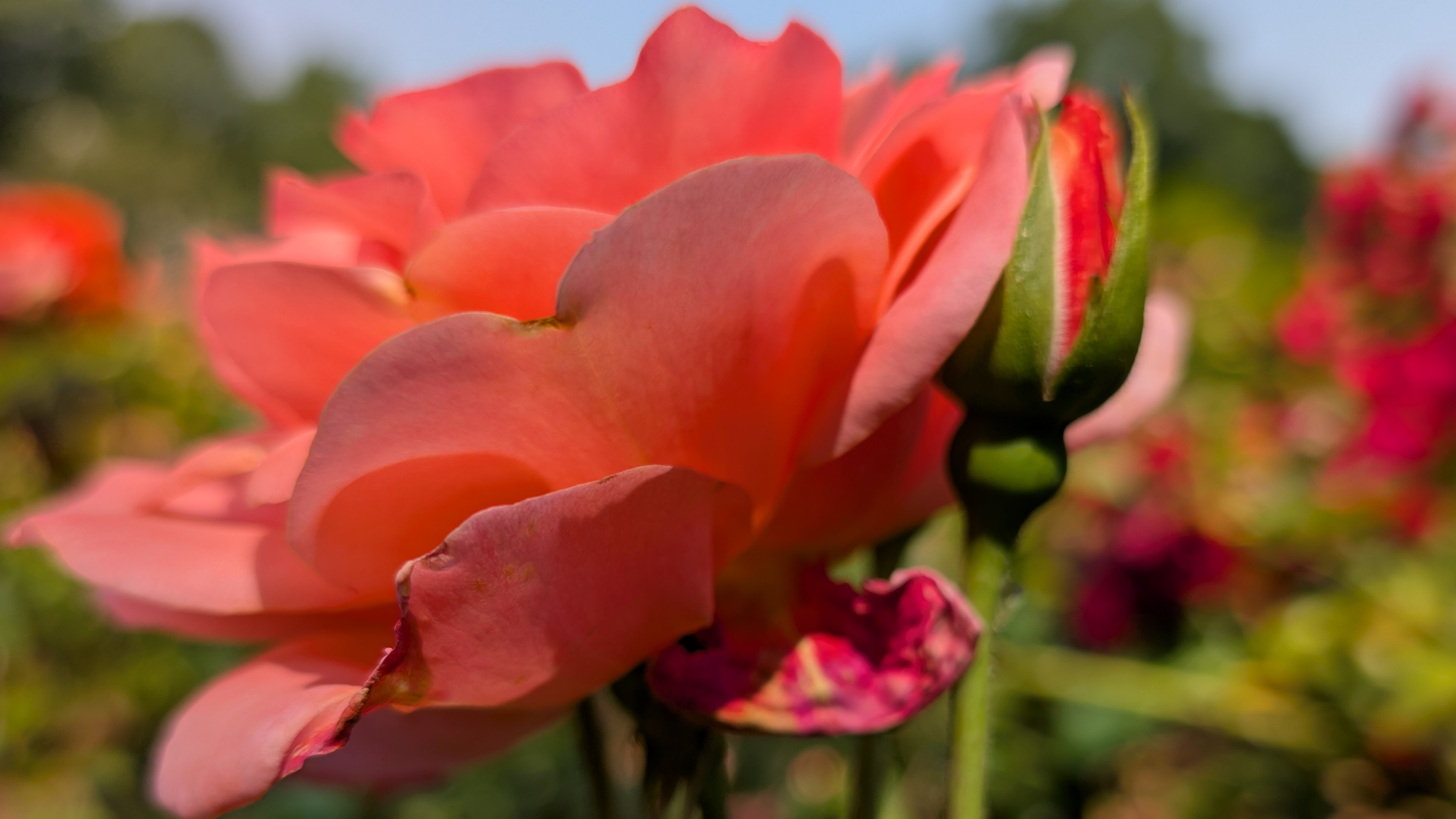 A pink flower photographed with the Google Pixel 9 Pro