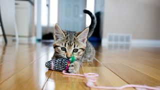 DIY kitten toys - Kitten playing with toy