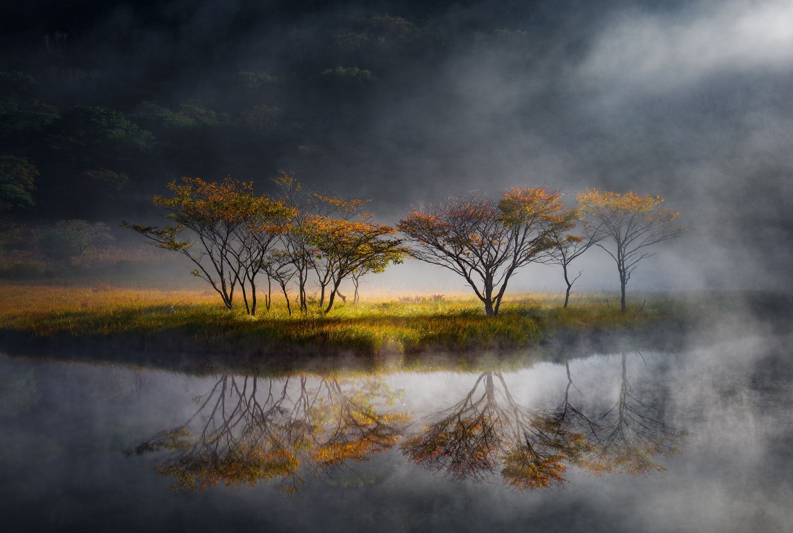 This magical photo series won gold and evokes the mystical beauty of Japan's waterside trees – shot with two Panasonic full-frame cameras