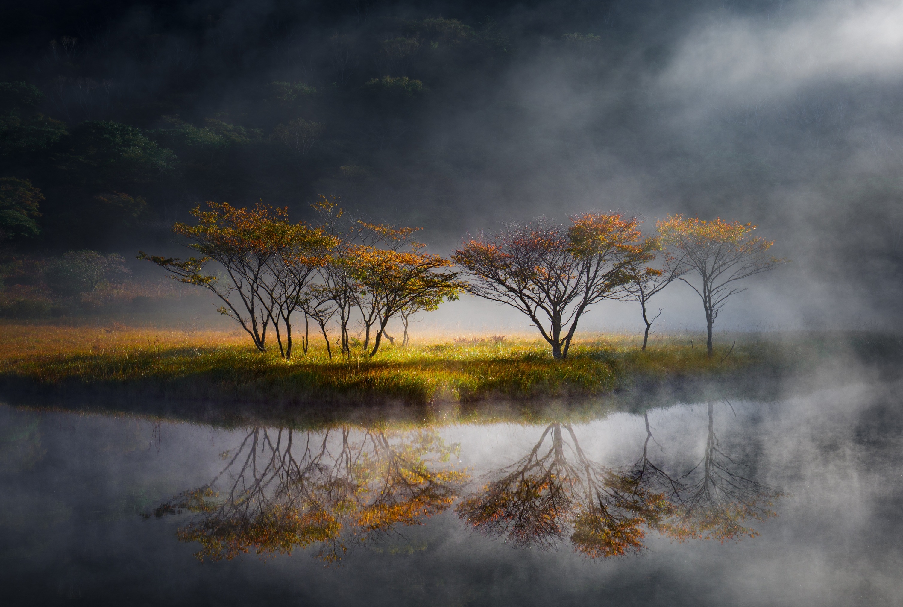 A group of small trees on a misty day in a body of water, displaying bright yellow-orange autumn leaves and clear reflections.