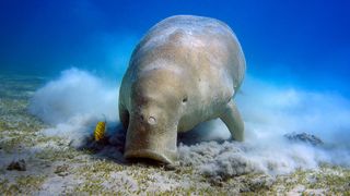 Dugong