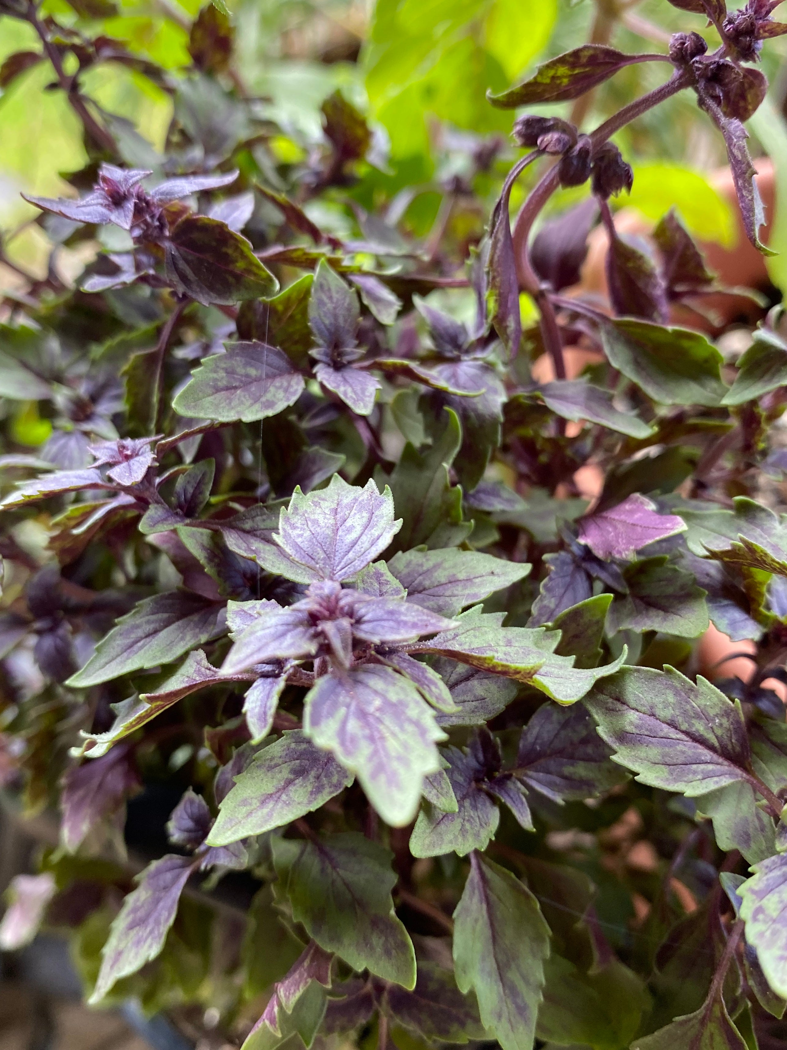 African Blue Basil Plant Info African Basil Uses And Growing