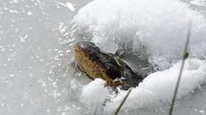 This alligator 'popsicle' is making sure it can breathe in its frozen lake.