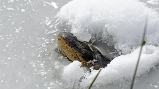 This alligator 'popsicle' is making sure it can breathe in its frozen lake.