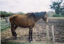 Skinny_horse_01.jpg