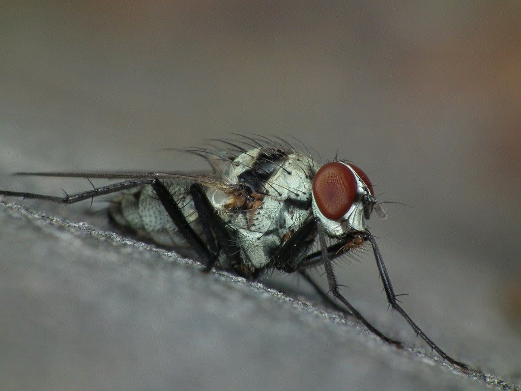 Root Maggot; The Root Eating Insect