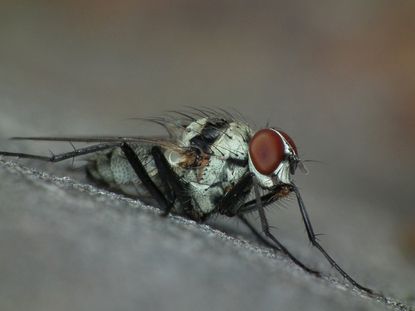 Root Maggot; The Root Eating Insect