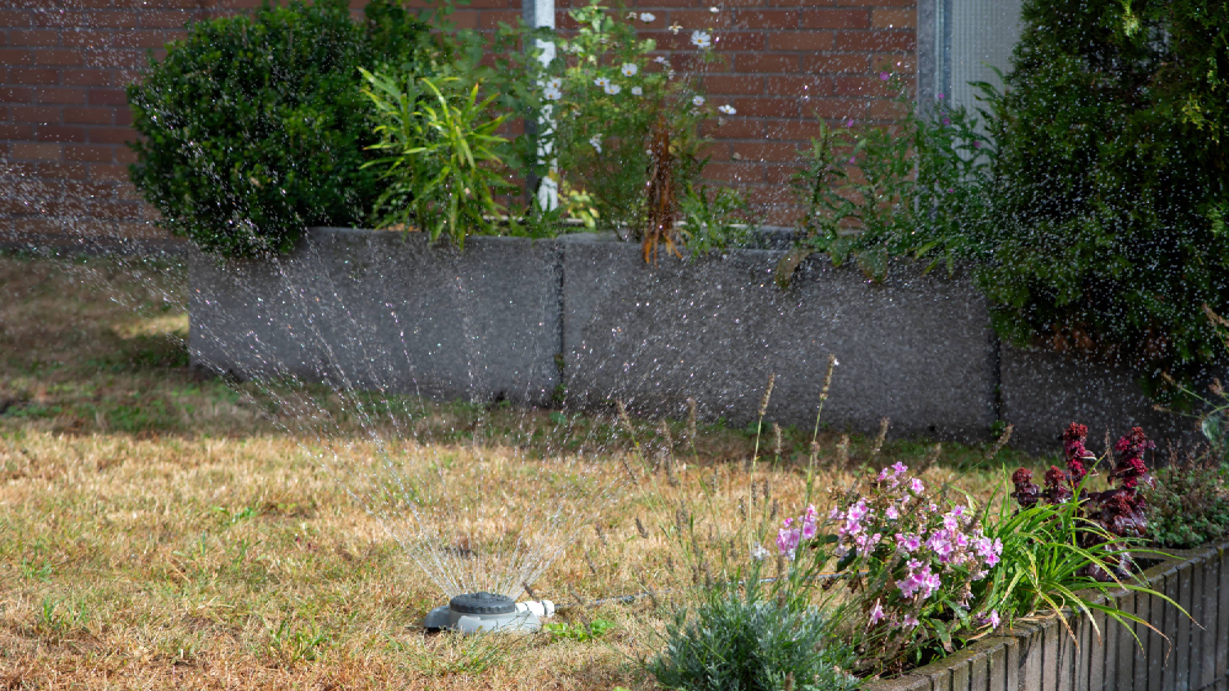 A lawn sprinkler operates on a scorched grass lawn