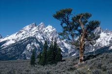 the tetons