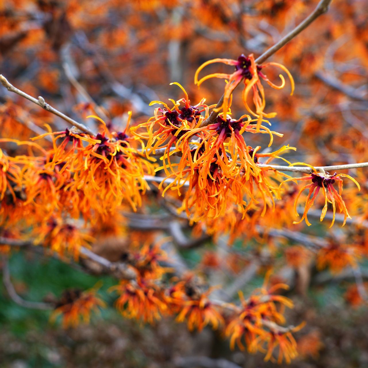 witch hazel tree showing bright flowers in fall