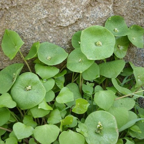 100 Seeds of Claytonia Perfoliata - Miner's Lettuce. Native Lattuce Rich in Vitamins!