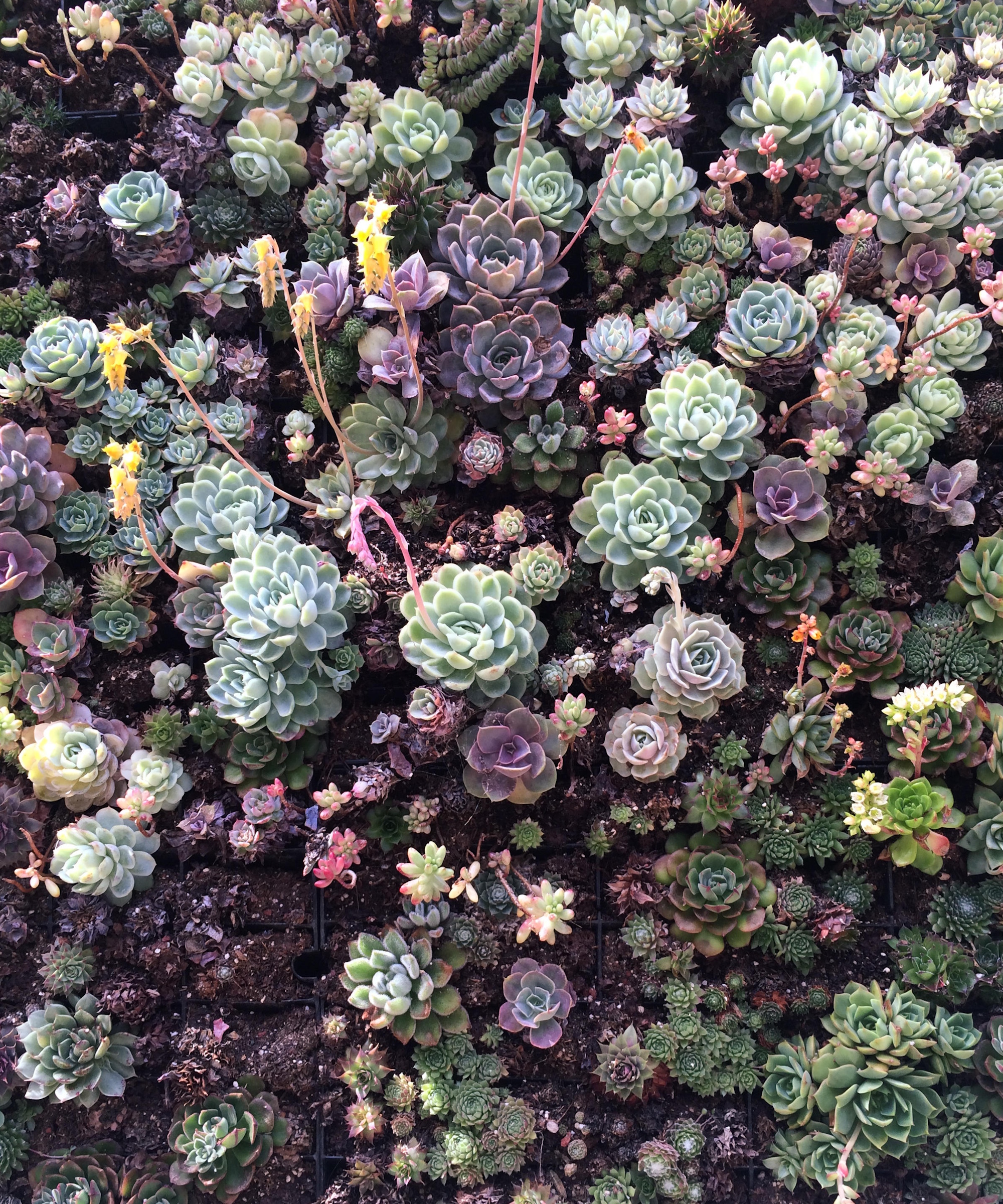 Succulent vertical wall