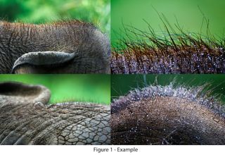 Elephant hair photos
