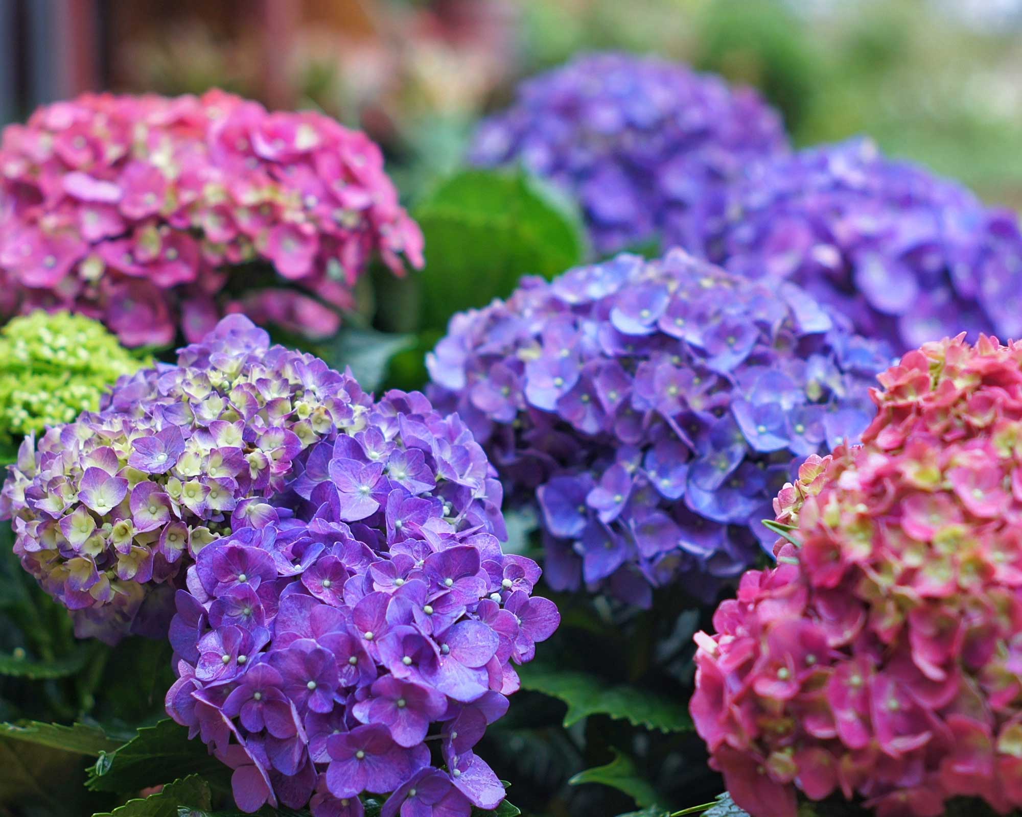 Color of hydrangeas: how to change the hue of their flowers | Gardeningetc