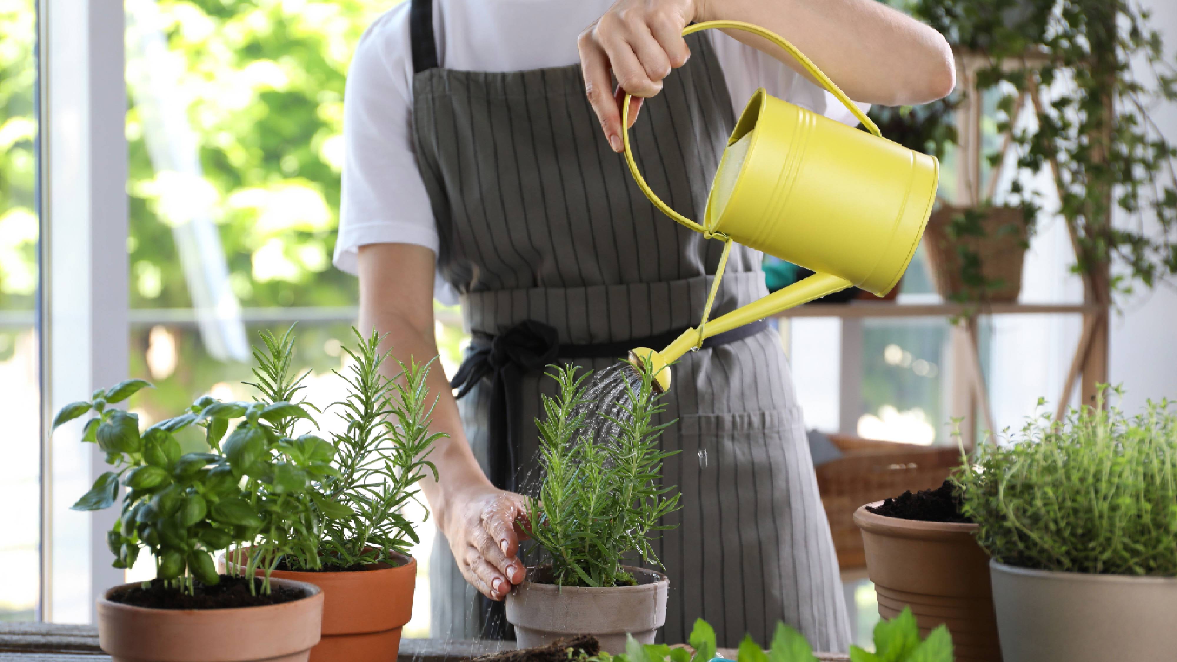 Watering rosemary plant