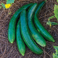 Cucumber Seeds – 'Summer Dance Hybrid' from Burpee