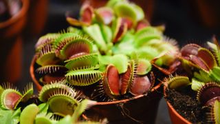 Venus fly trap