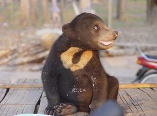 sun bear cub