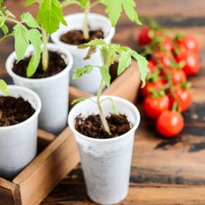 growing tomatoes indoors as seedlings in pots