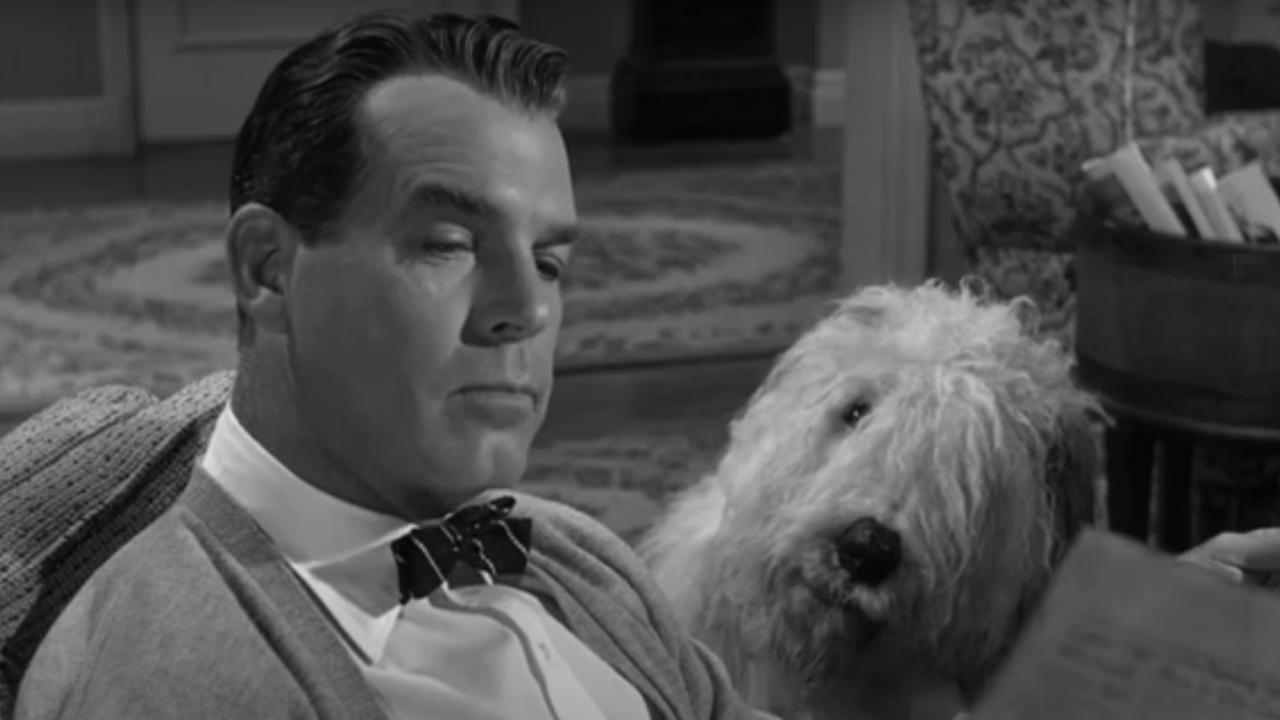 A dog looking at a man in The Shaggy Dog