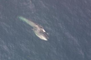 A sei whale, also photographed from an aircraft, but by U.S. researchers.