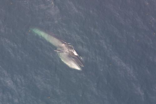 A sei whale, also photographed from an aircraft, but by U.S. researchers.