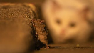 cat watches mouse after dark