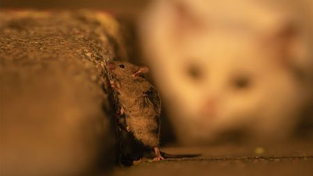 cat watches mouse after dark