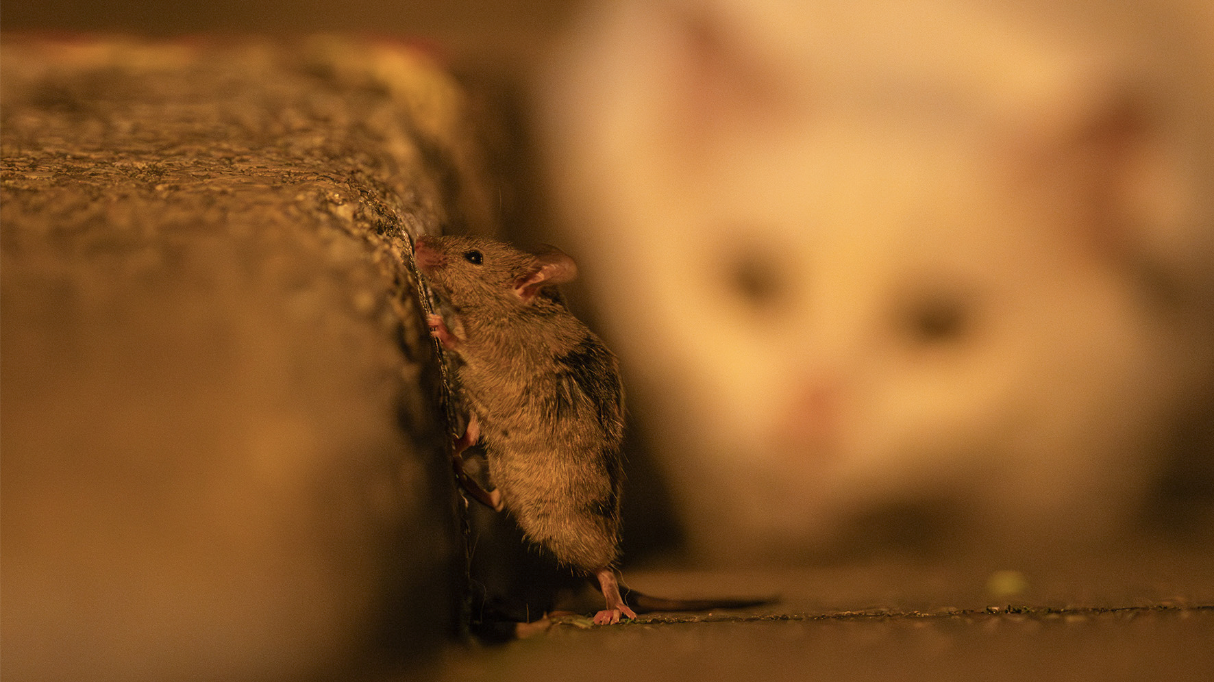 cat watches mouse after dark