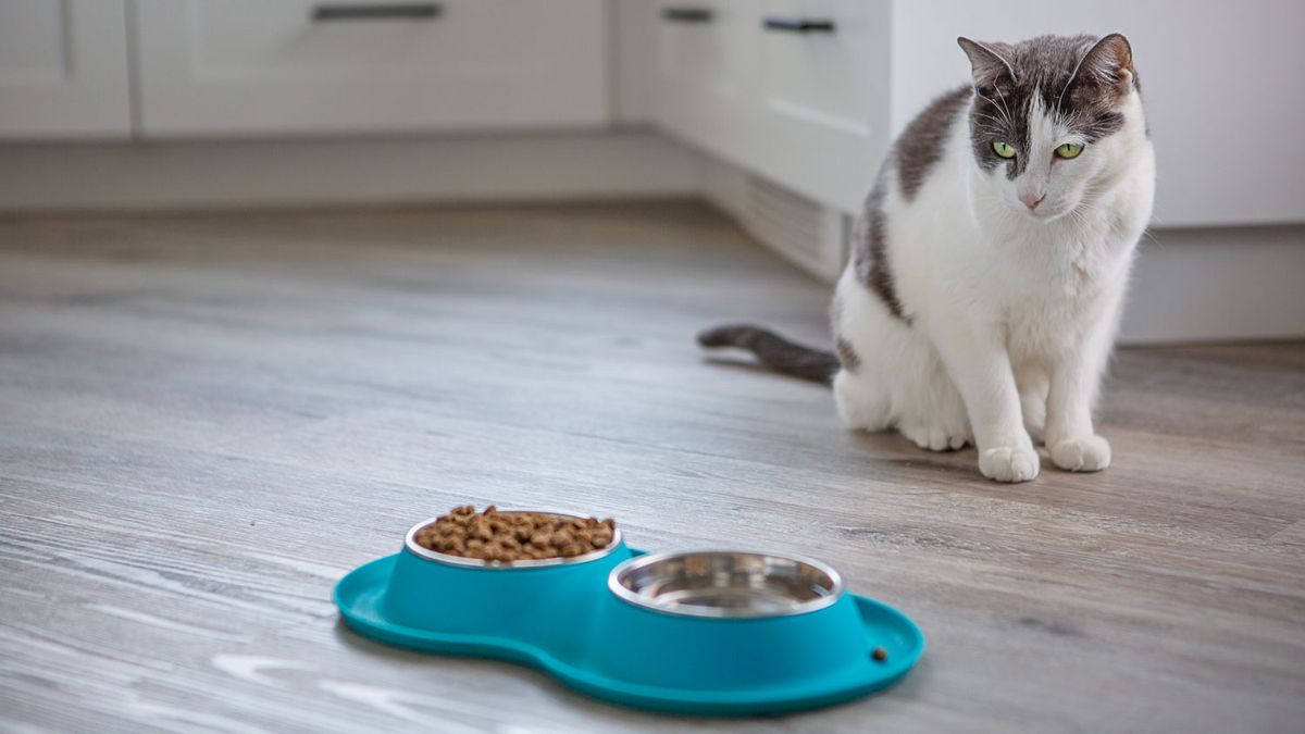How to clean your cat's water bowl and food dishes PetsRadar