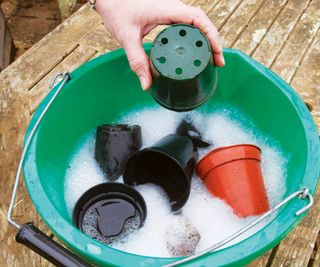 Plastic pots being washed in a bucket