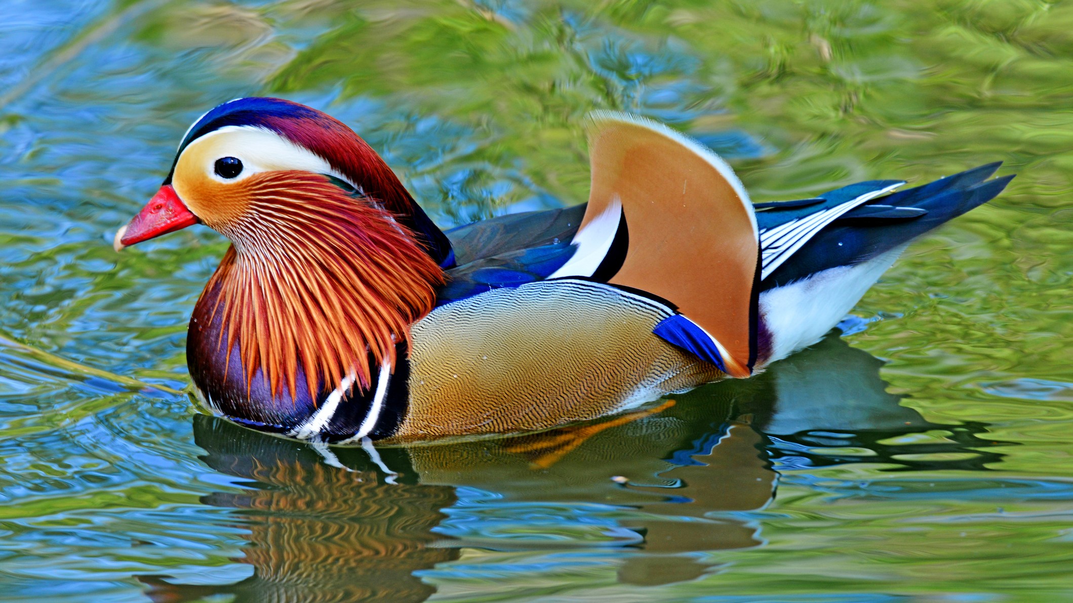 A male mandarin duck in the water.