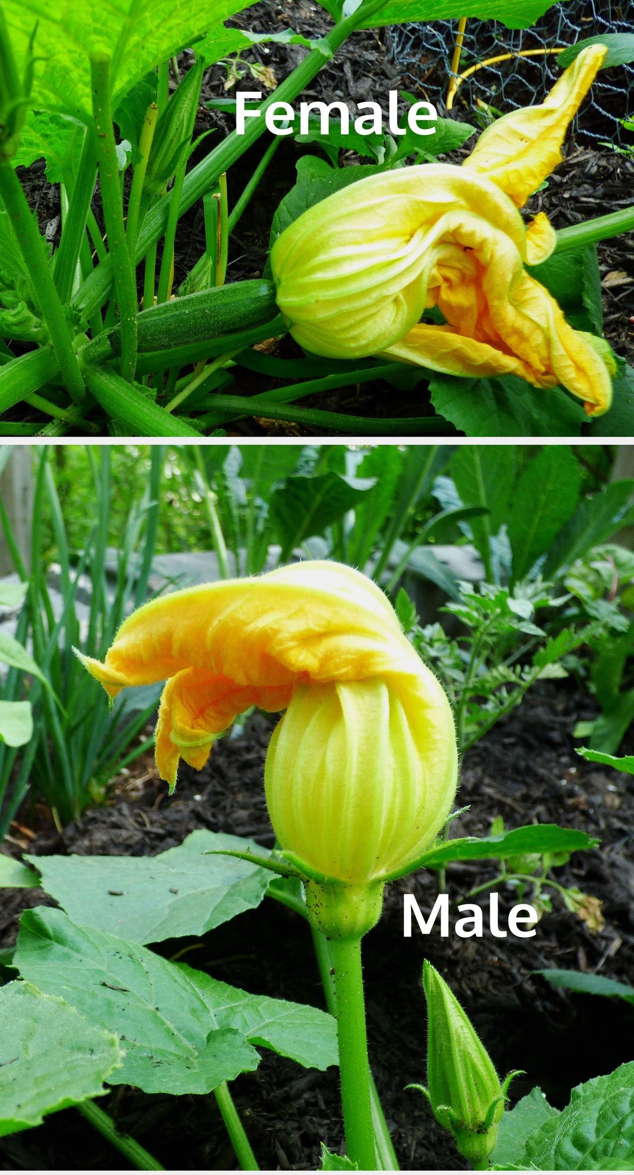 Male And Female Squash Plant