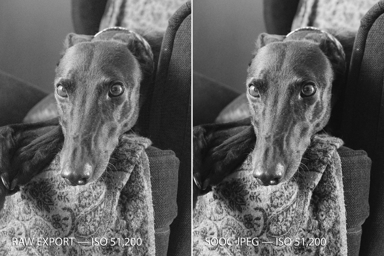 A photo of a black greyhound taken on the Fujifilm GFX100S II