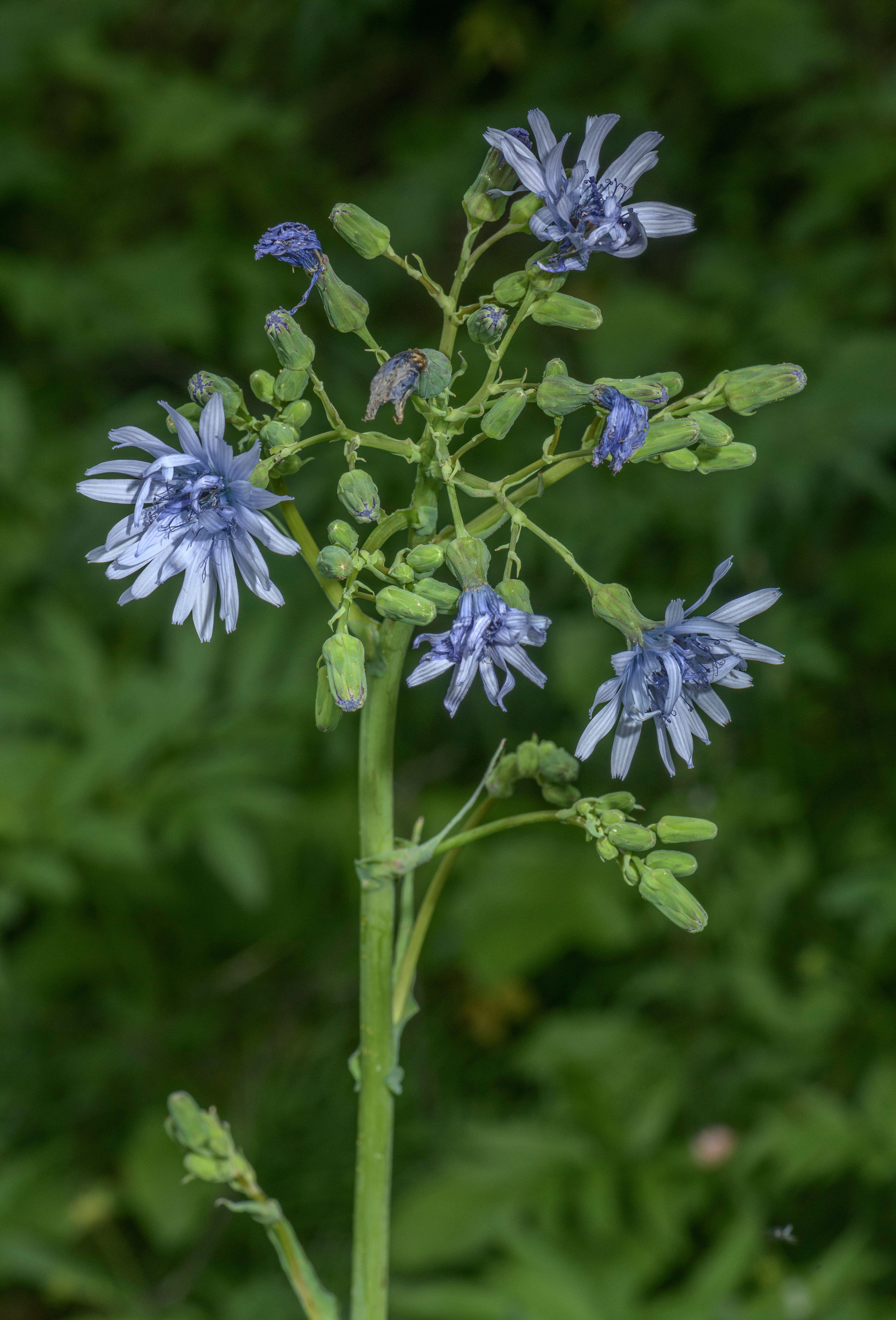 The hairless blue sow thistle