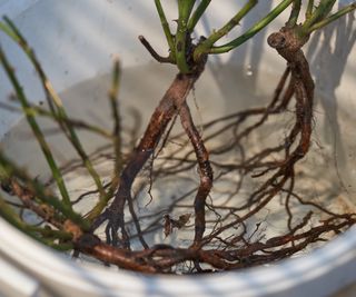 Bare-root stock soaking in a white bucket of water