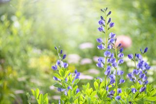 Baptisia australis, commonly known as blue wild indigo or blue false indigo summer blue flowers