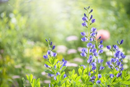 Why Are Butterfly Bushes Bad? And What to Plant Instead Livingetc