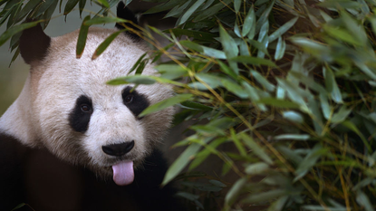 A panda with its tongue out looks out from behind a bamboo plant