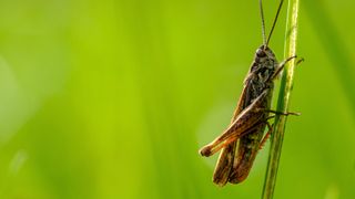 Cricket on a leaf