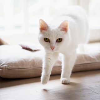 white cat with cushion